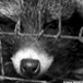 Chinese Fur Farm