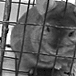 Nightmare on Chinchilla Farm